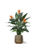 Strelitzia Deluxe 115 cm