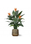 Strelitzia Deluxe 115 cm