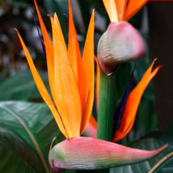Strelitzia Deluxe 115 cm