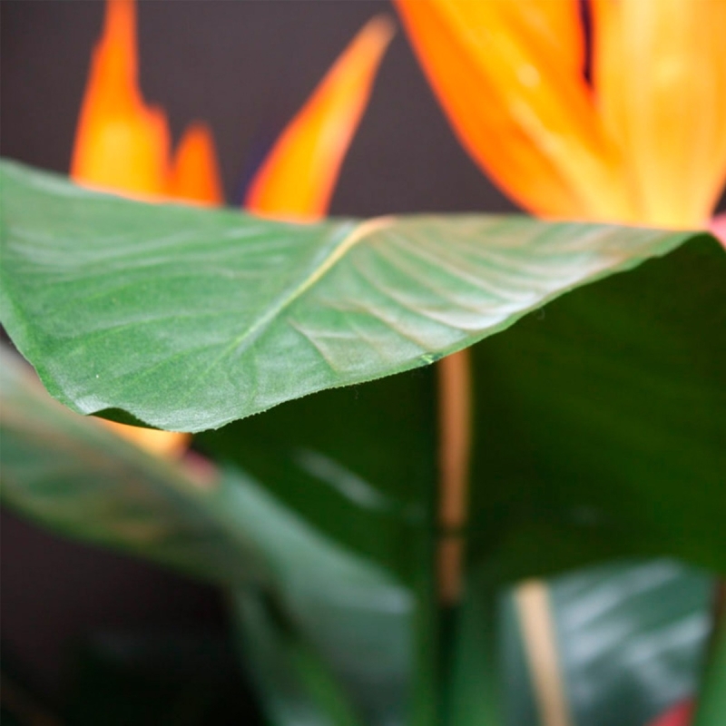 Strelitzia Deluxe 115 cm