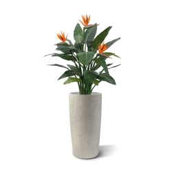 Strelitzia Deluxe 115 cm
