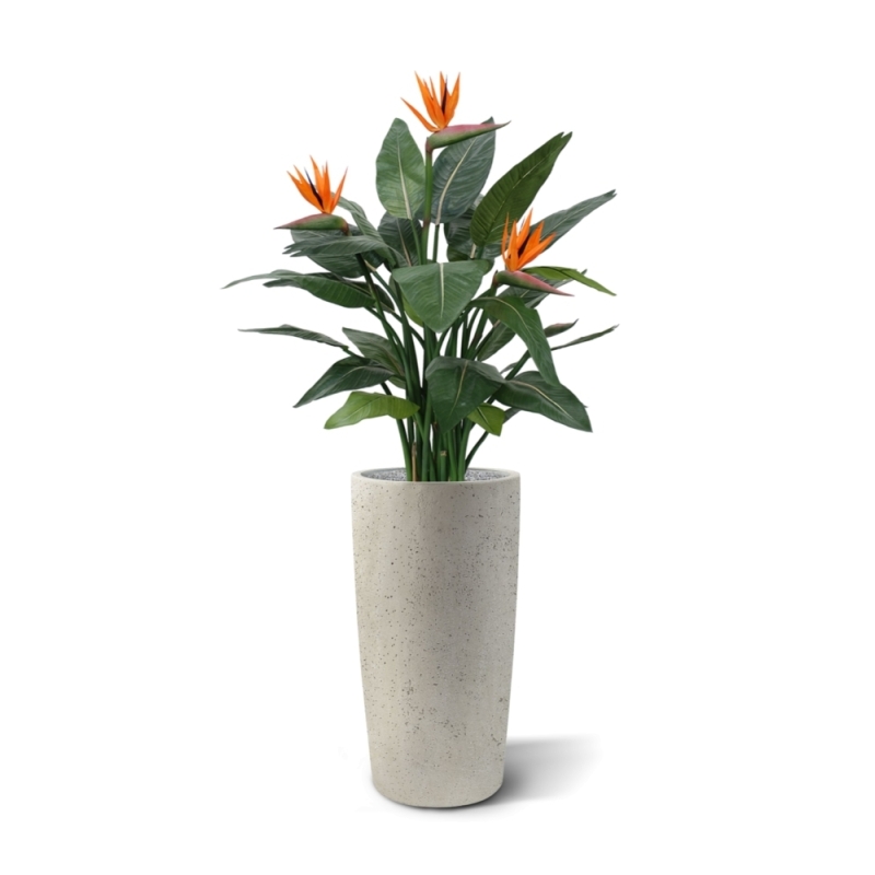 Strelitzia Deluxe 115 cm