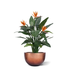 Strelitzia Deluxe 115 cm