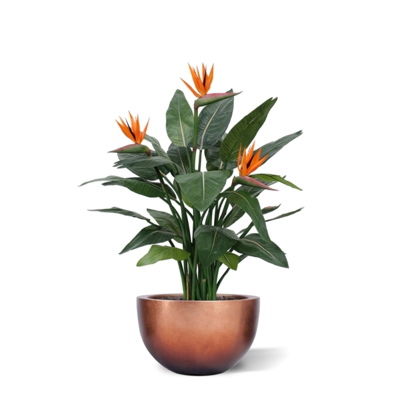 Strelitzia Deluxe 115 cm