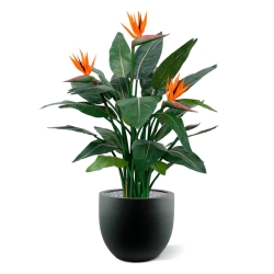 Strelitzia Deluxe 115 cm