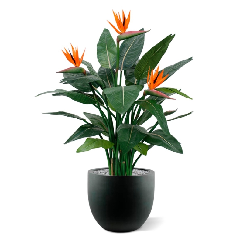 Strelitzia Deluxe 115 cm