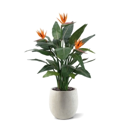 Strelitzia Deluxe 115 cm