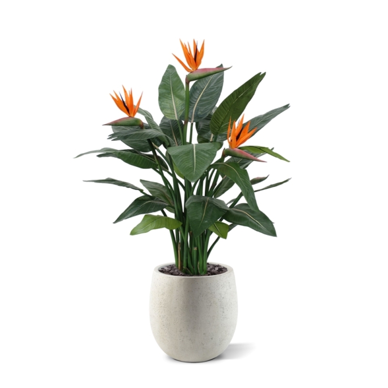 Strelitzia Deluxe 115 cm