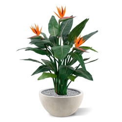 Strelitzia Deluxe 115 cm