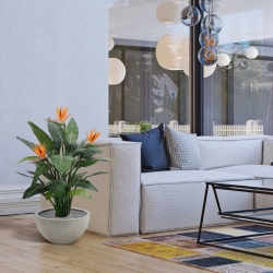 Strelitzia Deluxe 115 cm