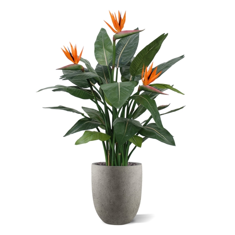 Strelitzia Deluxe 115 cm
