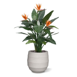 Strelitzia Deluxe 115 cm