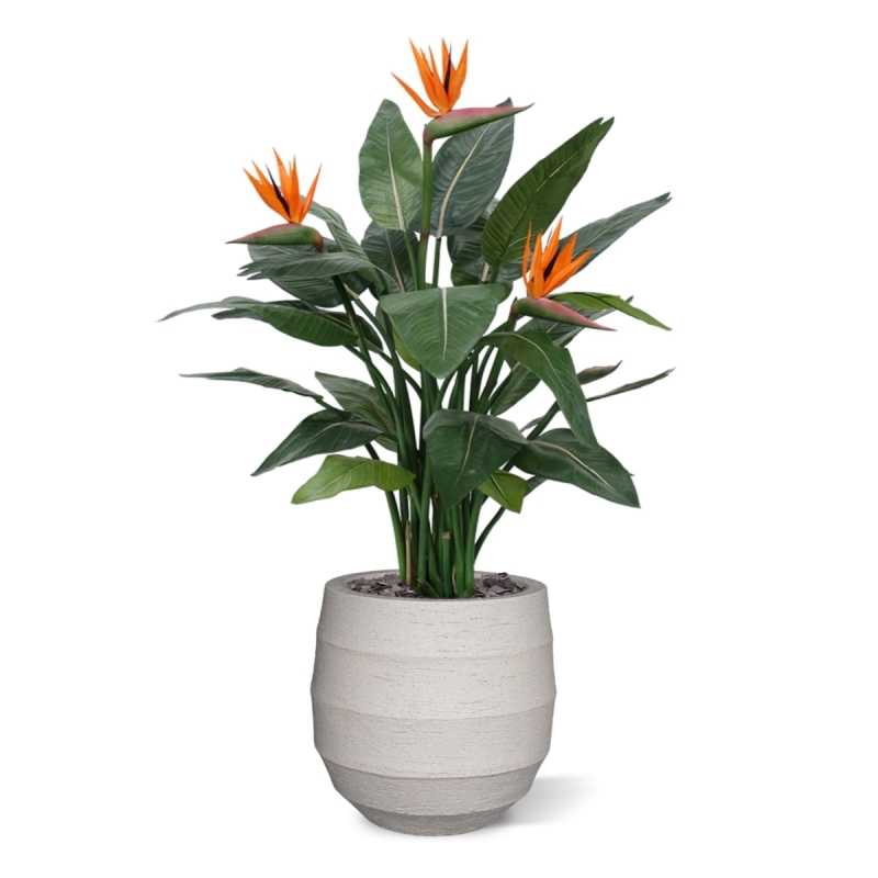 Strelitzia Deluxe 115 cm