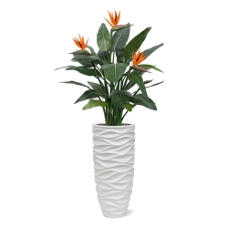 Strelitzia Deluxe 115 cm