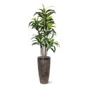 Draceana Fragrans XL albero artificiale 170 cm