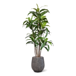 Draceana Fragrans XL albero artificiale 170 cm