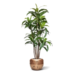 Draceana Fragrans XL albero artificiale 170 cm