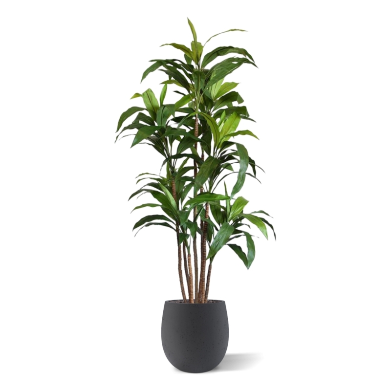 Draceana Fragrans XL albero artificiale 170 cm