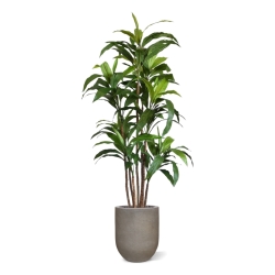 Draceana Fragrans XL albero artificiale 170 cm