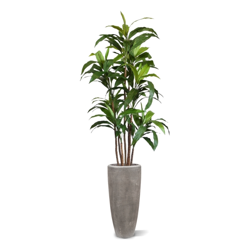 Draceana Fragrans XL albero artificiale 170 cm