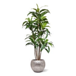Draceana Fragrans XL albero artificiale 170 cm