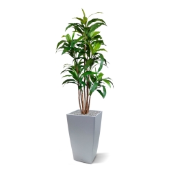 Draceana Fragrans XL albero artificiale 170 cm