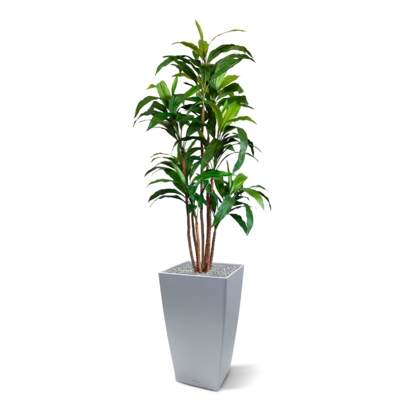 Draceana Fragrans XL albero artificiale 170 cm