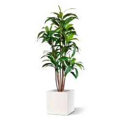 Draceana Fragrans XL albero artificiale 170 cm