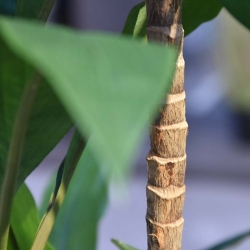 Draceana Fragrans XL albero artificiale 170 cm