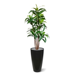 Draceana Fragrans XL albero artificiale 170 cm