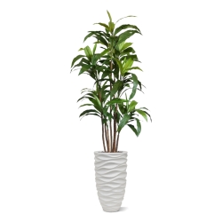 Draceana Fragrans XL albero artificiale 170 cm