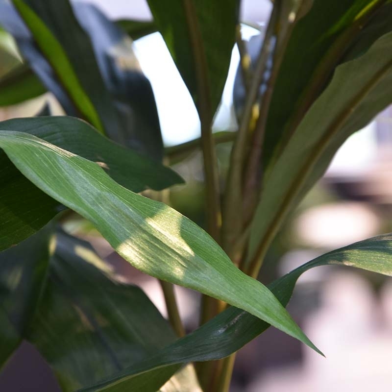 Draceana Fragrans XL albero artificiale 170 cm