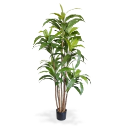 Draceana Fragrans XL albero artificiale 170 cm
