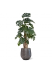 Monstera deluxe x5 pianta artificiale - 180 cm