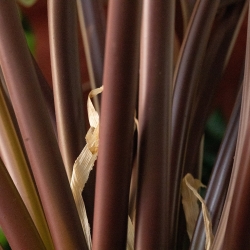 Artificiale Philodendron XL Pianta Deluxe 120cm Bordeaux