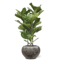 Pianta artificiale Lyrata 95 cm