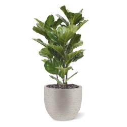 Pianta artificiale Lyrata 95 cm