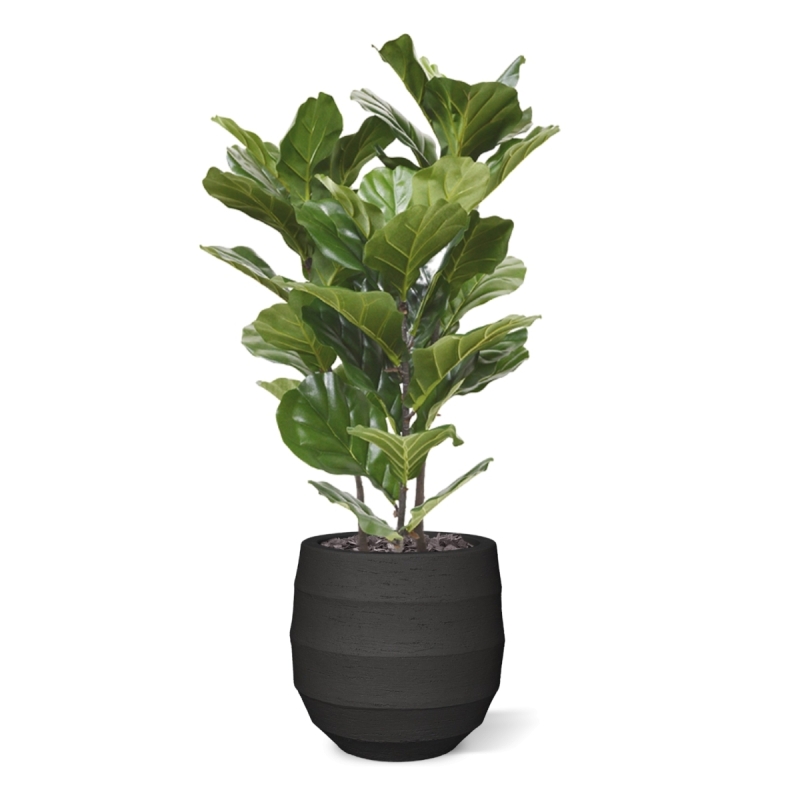 Pianta artificiale Lyrata 95 cm