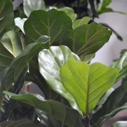 Pianta artificiale Lyrata 95 cm