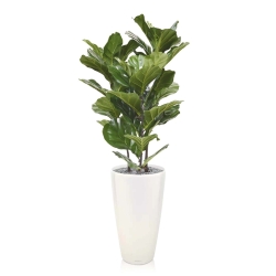 Pianta artificiale Lyrata 95 cm