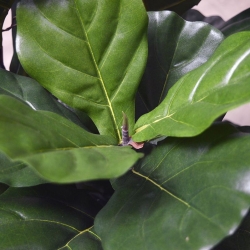 Pianta artificiale Lyrata 95 cm