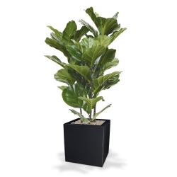 Pianta artificiale Lyrata 95 cm