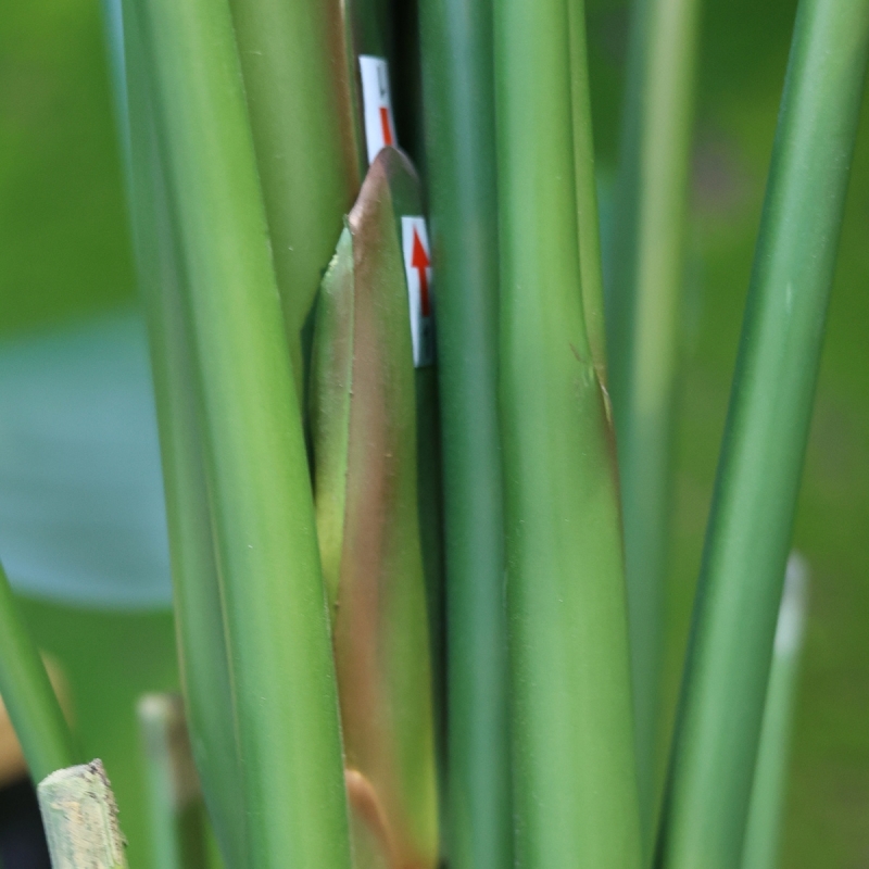 Strelitzia Nicolai artificiale pianta 210cm