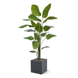 Strelitzia Nicolai artificiale pianta 210cm