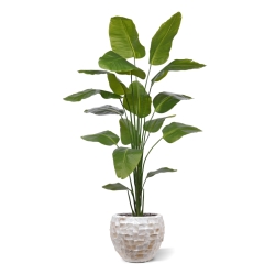 Strelitzia Nicolai artificiale pianta 210cm