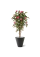 Bougainvillea artificiale N 150 cm ciliegio