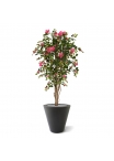 Bougainvillea artificiale N 150 cm ciliegio
