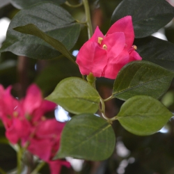 Bougainvillea artificiale N 150 cm ciliegio