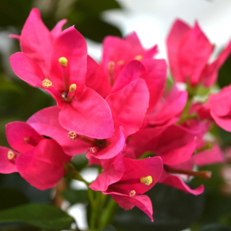 Bougainvillea artificiale N 150 cm ciliegio