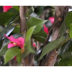 Bougainvillea artificiale N 150 cm ciliegio